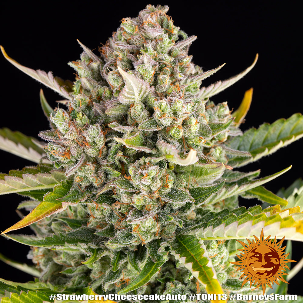 Strawberry Cheesecake Auto