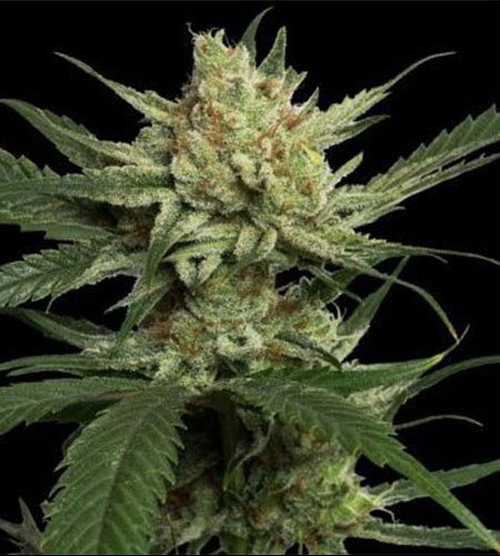 Strawberry Banana