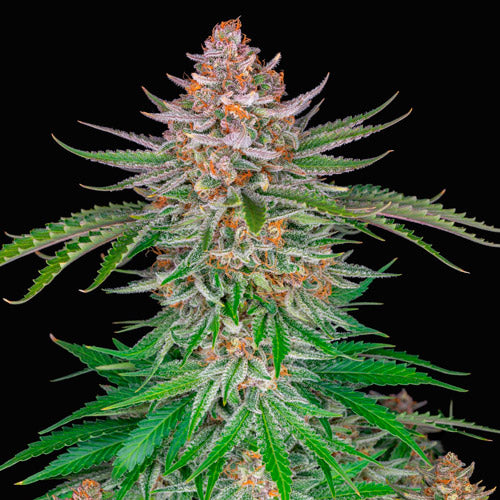 Strawberry Pie Auto