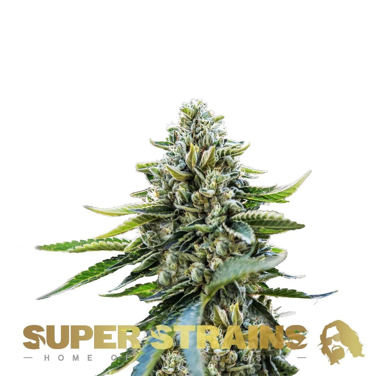 Eden CBD