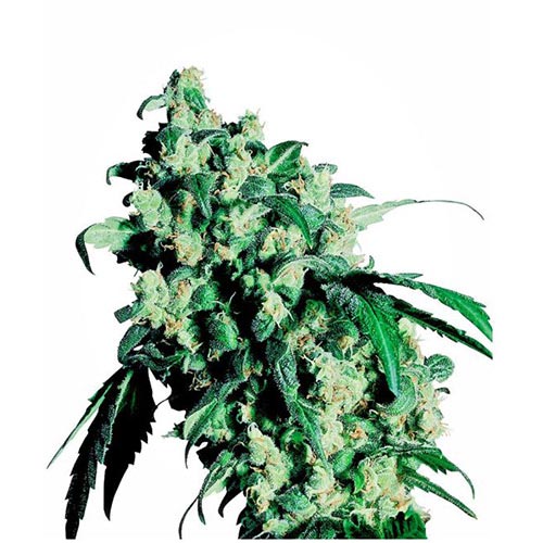 Super Skunk Regolari
