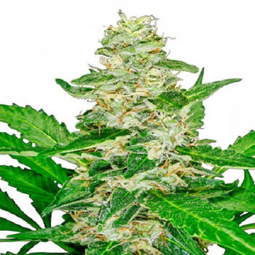 Super Skunk Auto