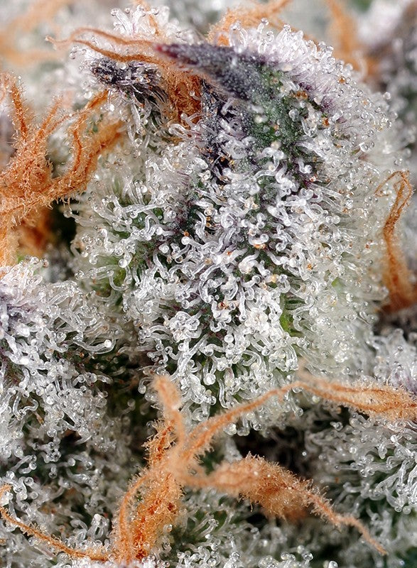Sweet Cheese