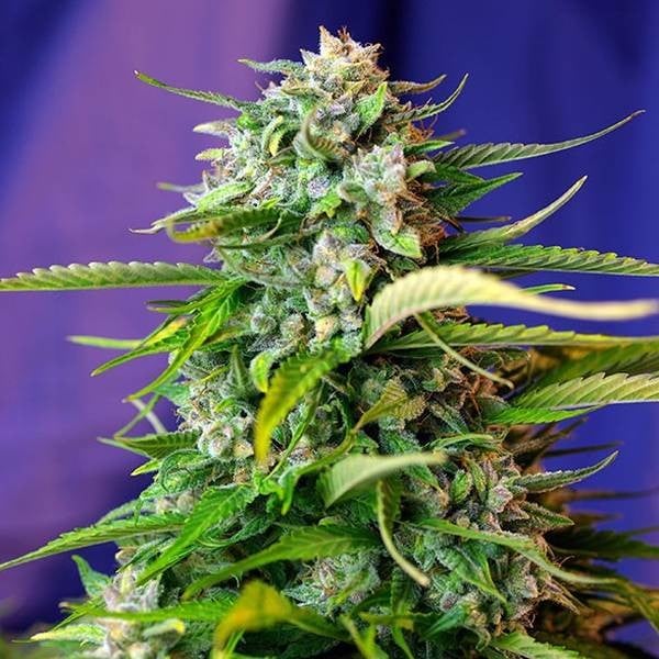 Jack 47 Auto