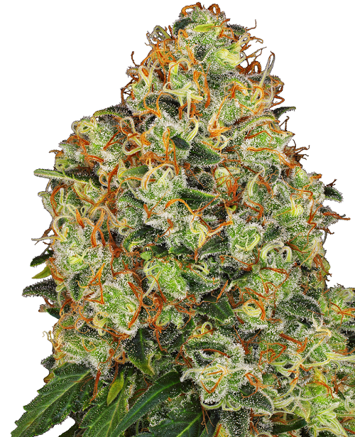 Sweet Tangerine Tango Auto