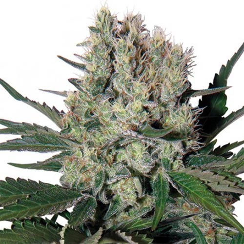Syrup Auto