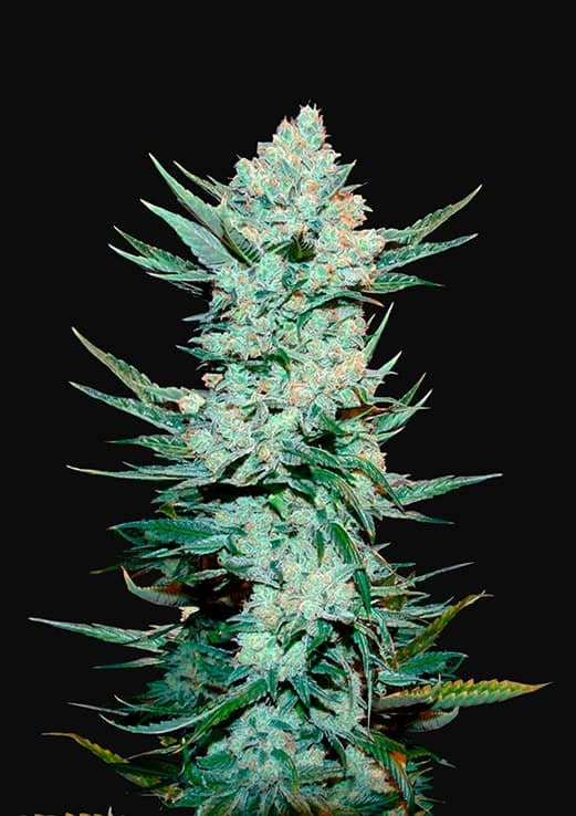 Tangie Matic Auto