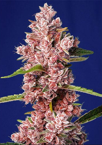 Tropicanna Poison F1 Fast Version