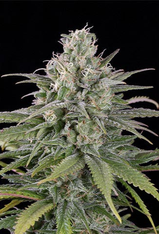 UK Cheese Auto