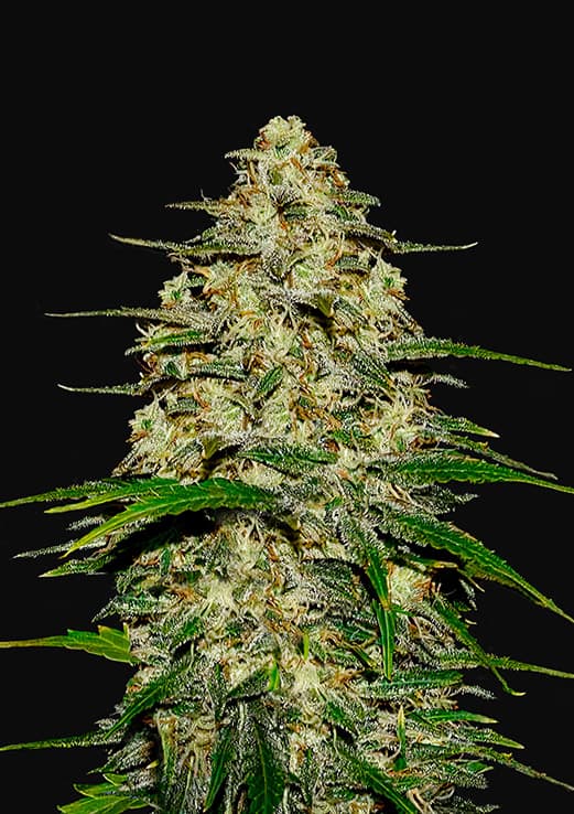 Wedding Cheesecake Auto