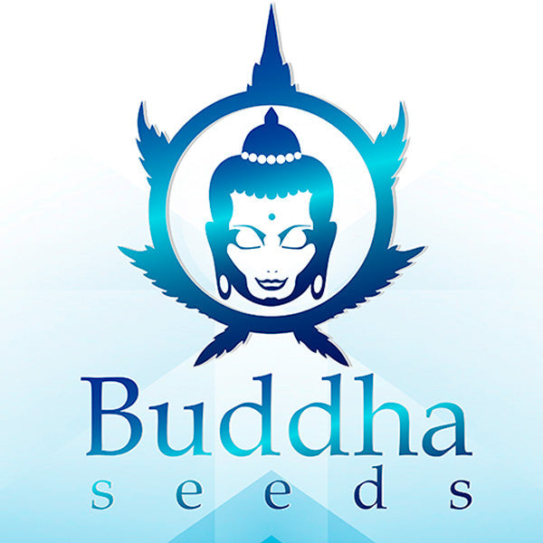 Buddha Seeds