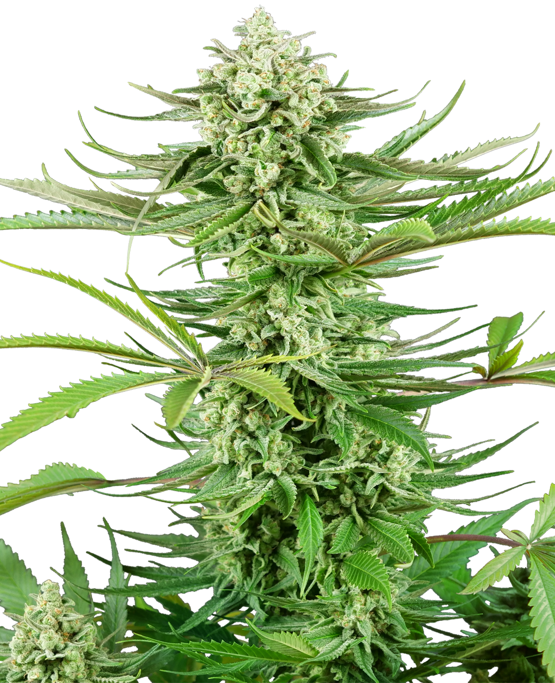 Cashew Kush