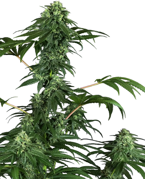420 Punch
