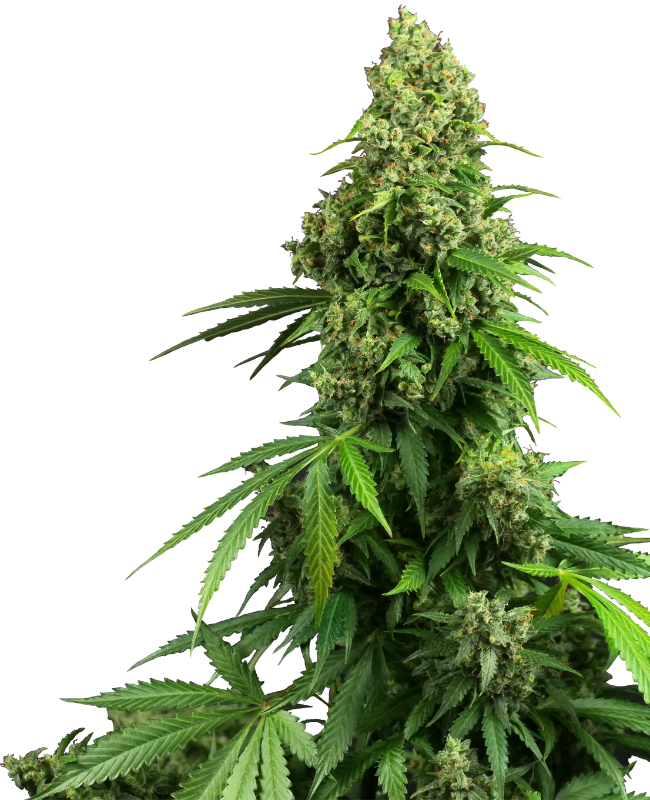 Honey Melon Kush