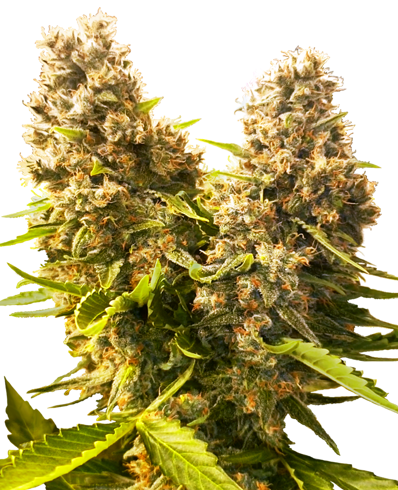 Banana Kush Cake
