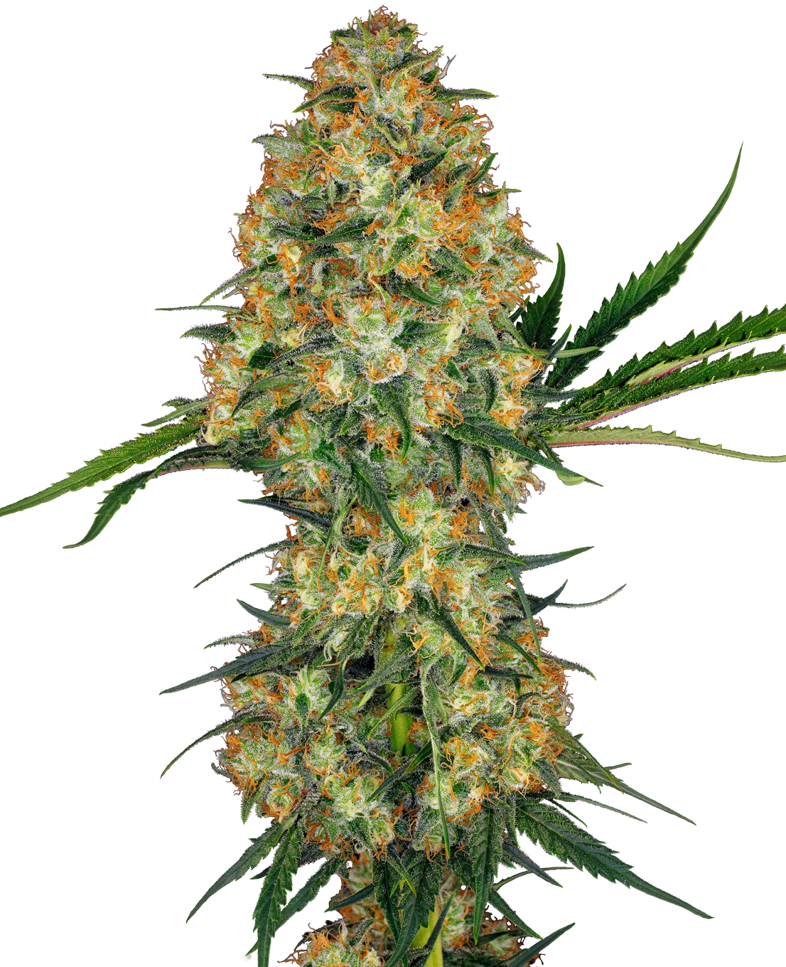 Hindu Kush