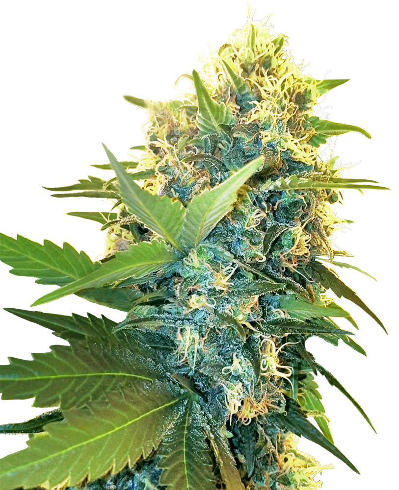 Double Kush Cake