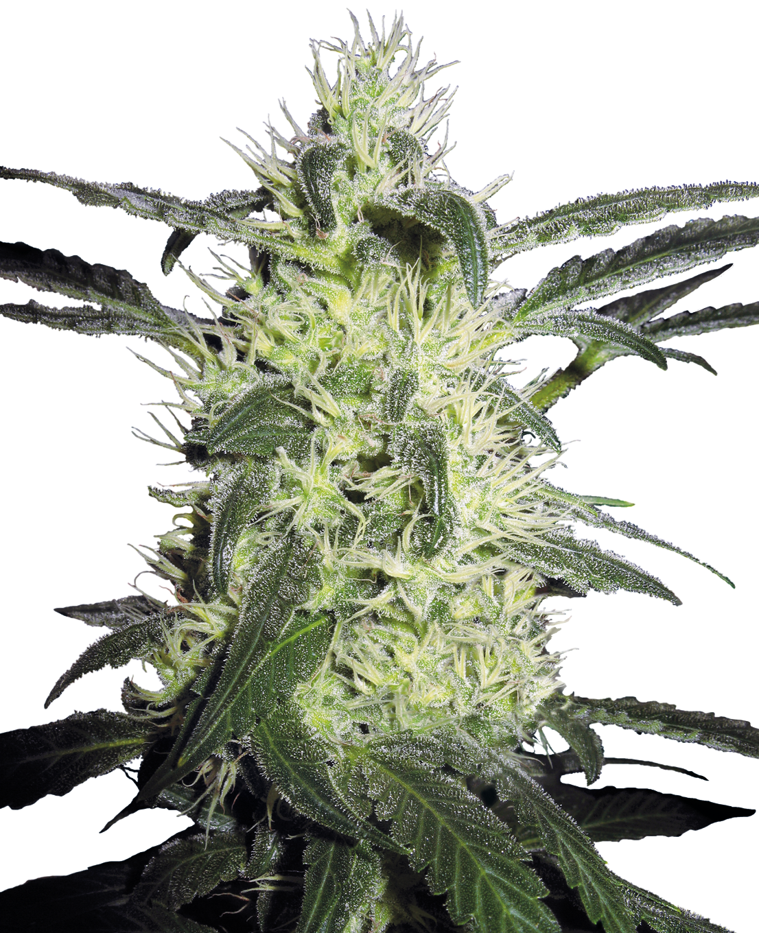 Silver Haze