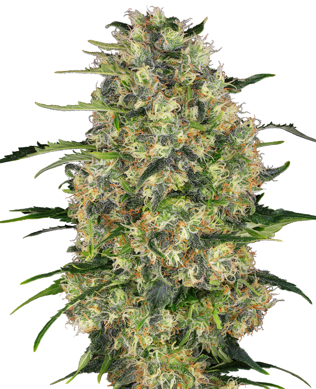 Black Domina