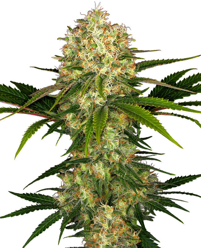 Afghani #1