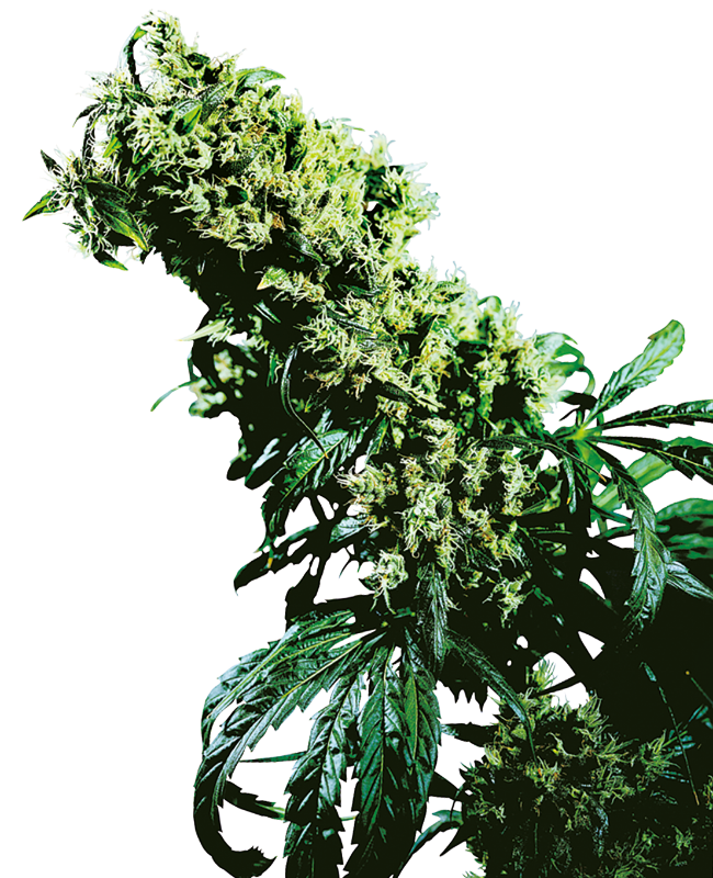 Northern Lights #5 X Haze