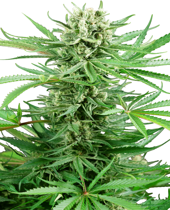 Papi Chulo OG