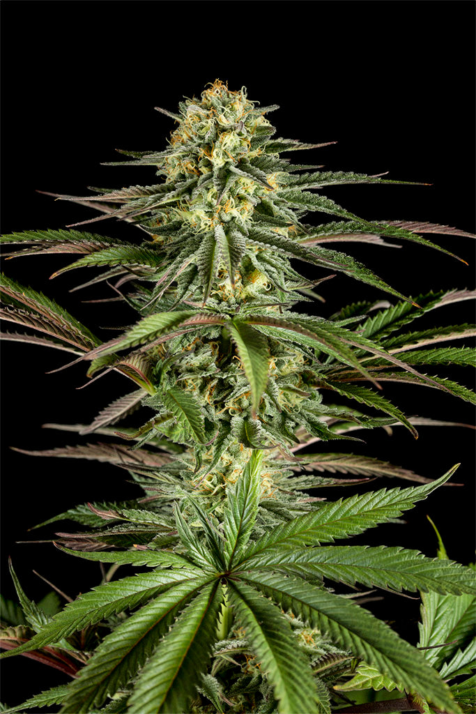 Kush-N-Cheese
