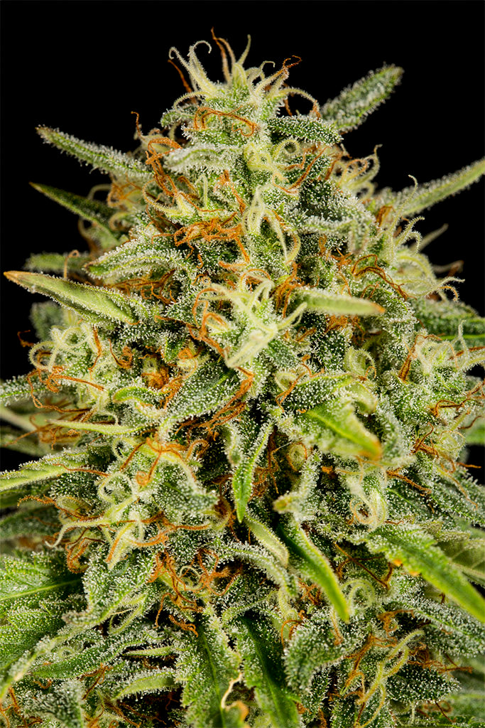 Strawberry Amnesia