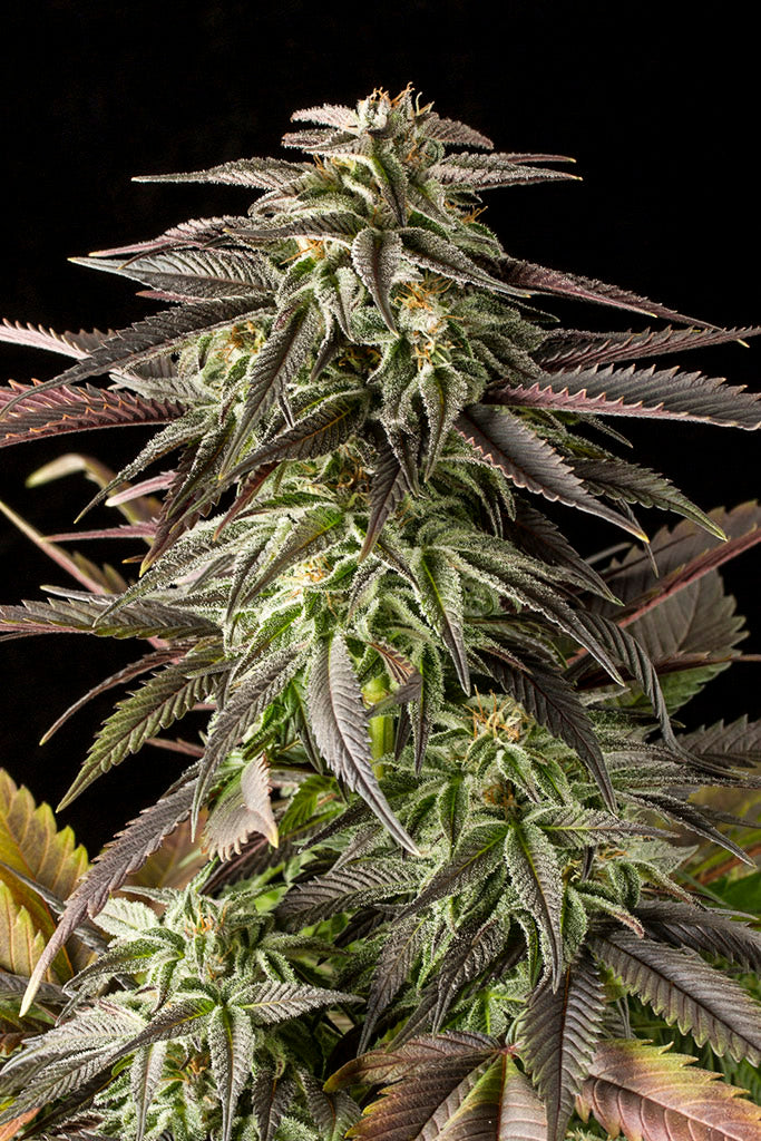 Blue Cheese
