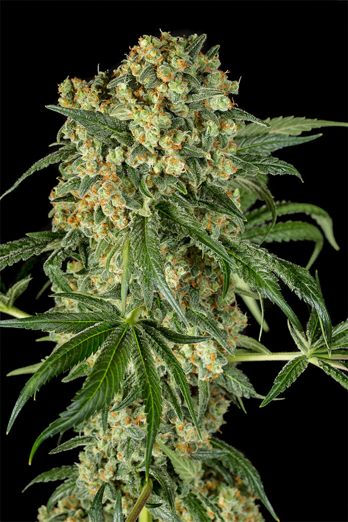 Big Kush