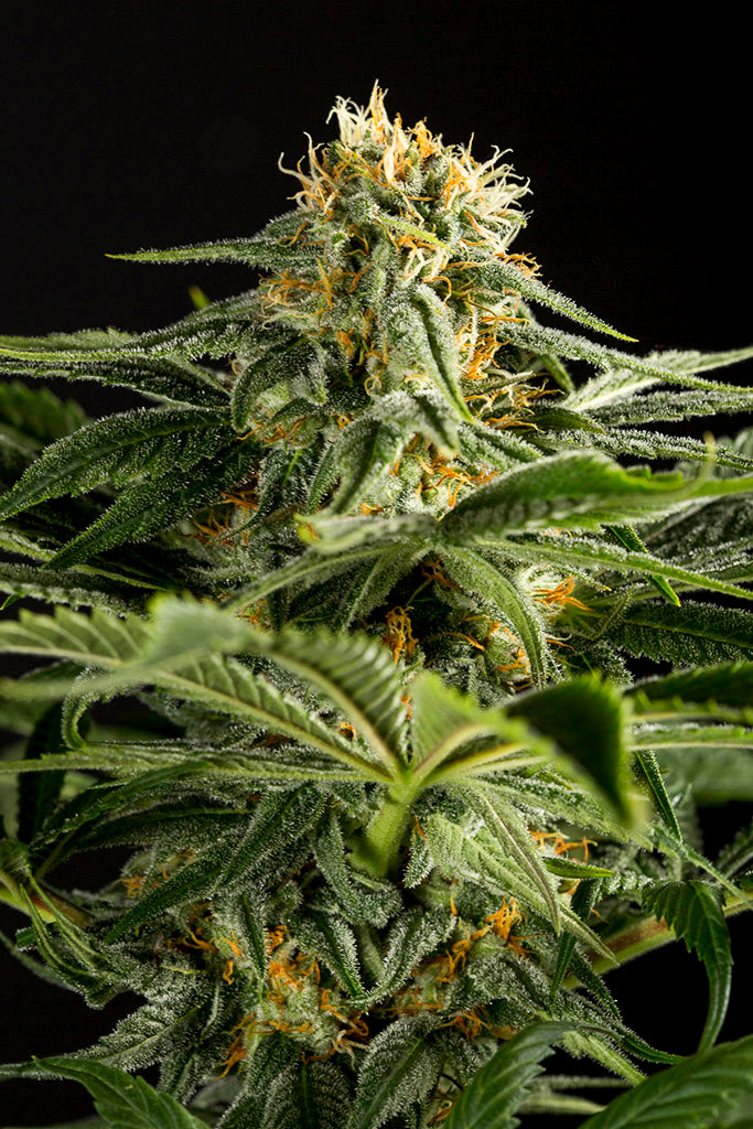 California Hash Plant