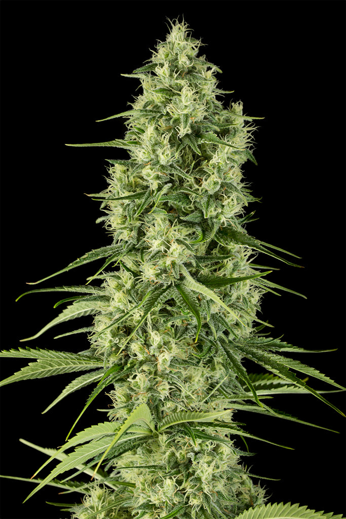 Santa Sativa