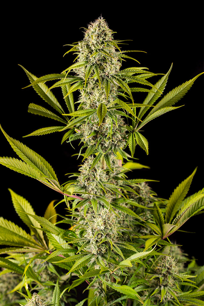 Royale Haze