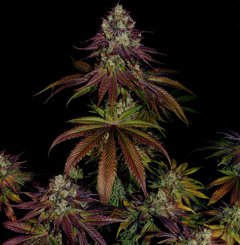 Mimosa Evo