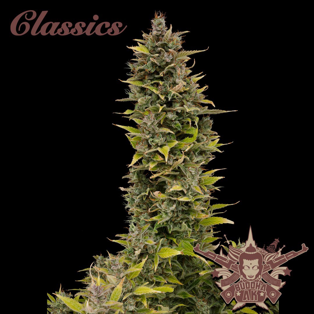 Buddha AK Auto