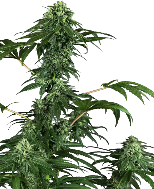 420 Punch Femm 1 Seme