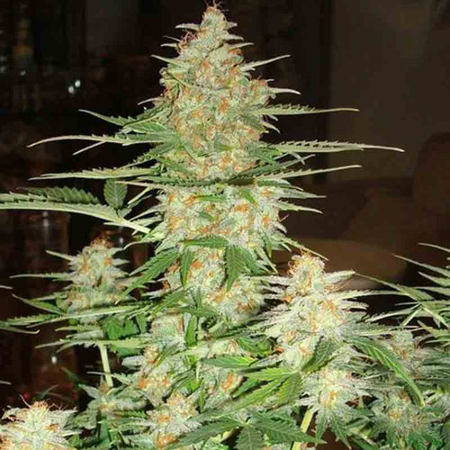 60 Day Wonder Auto
