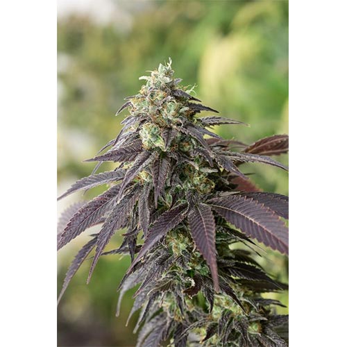 707 Headband