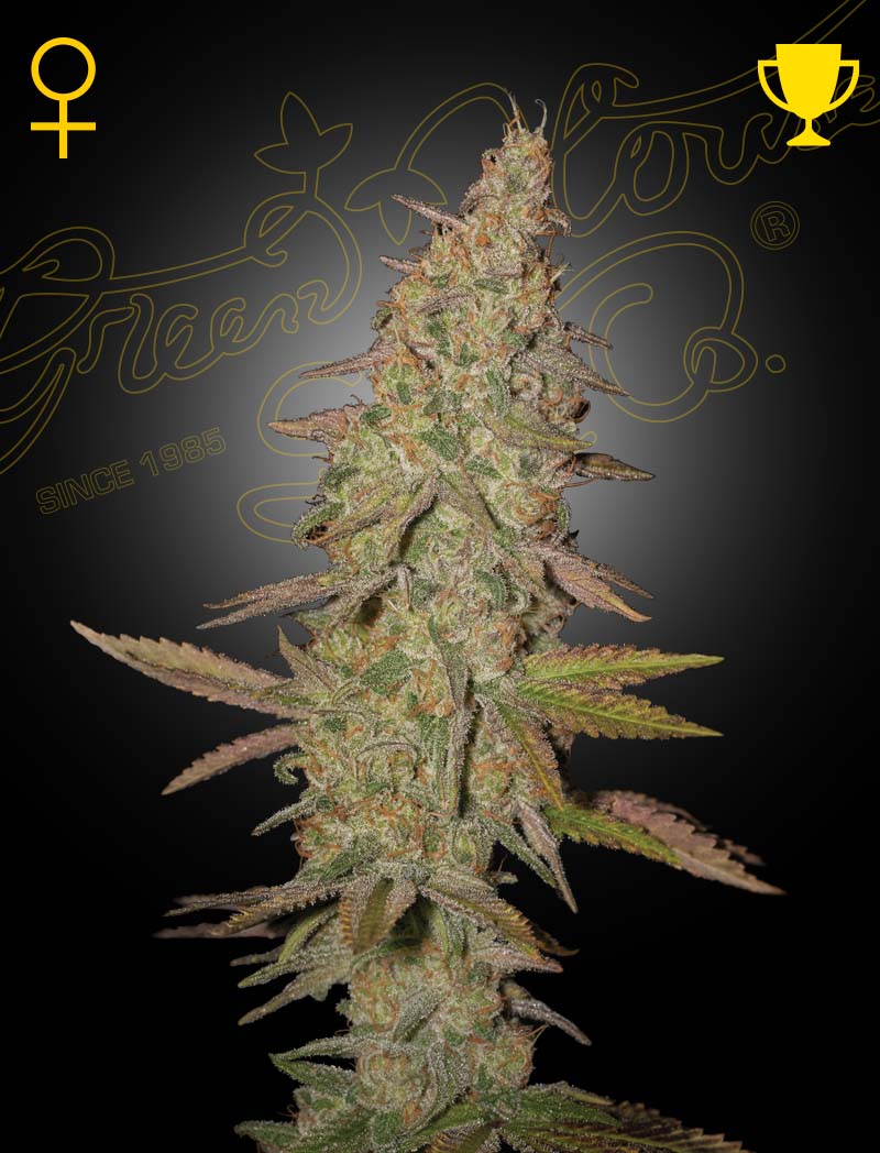 Arjan's Ultra Haze #1
