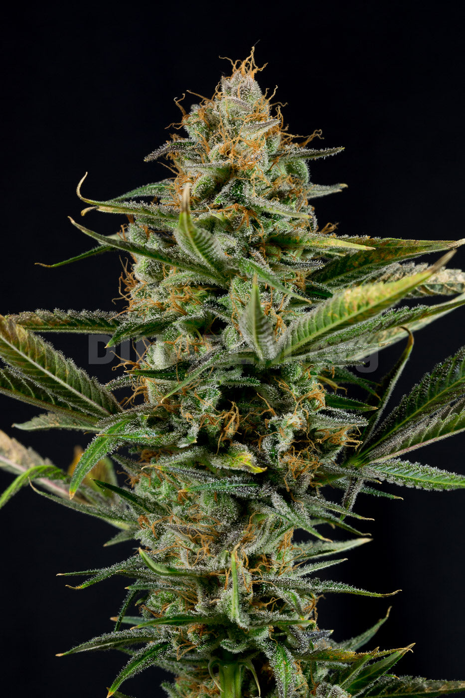 Amnesia Kush