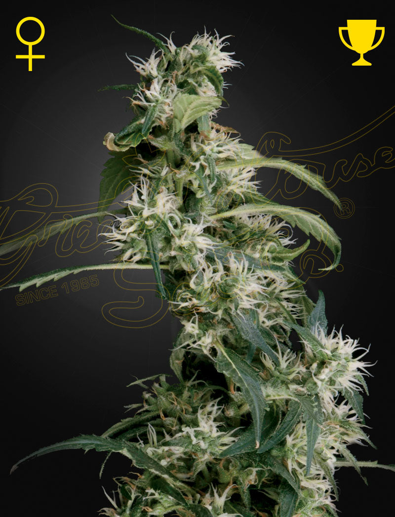 Arjan's Ultra Haze #2