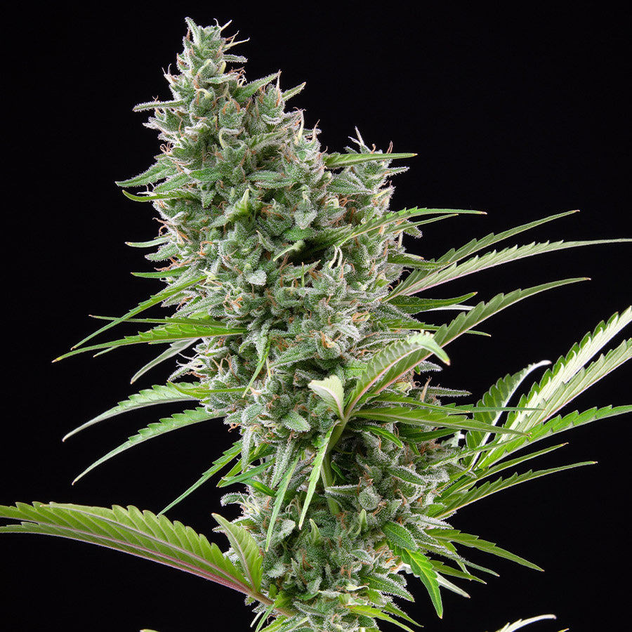 Buddha Auto Zkitt