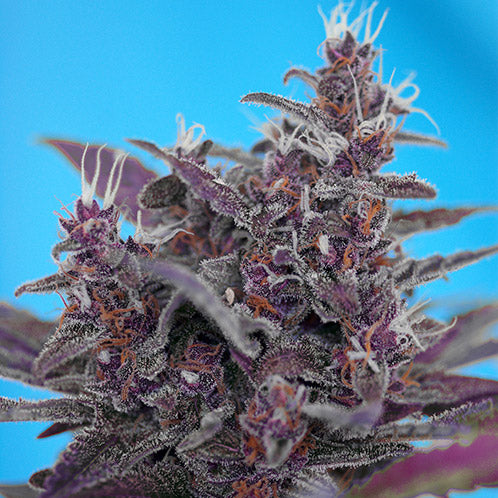 Black Cream Auto