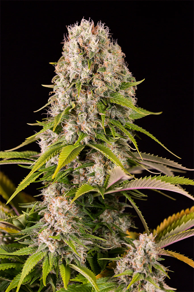 Diesel