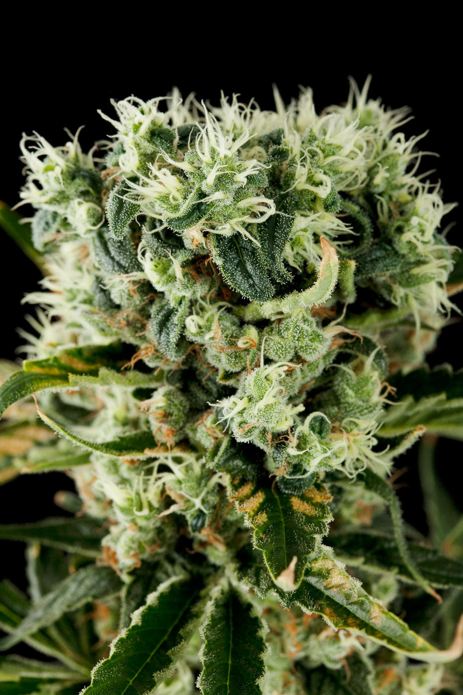 Moby Dick #2