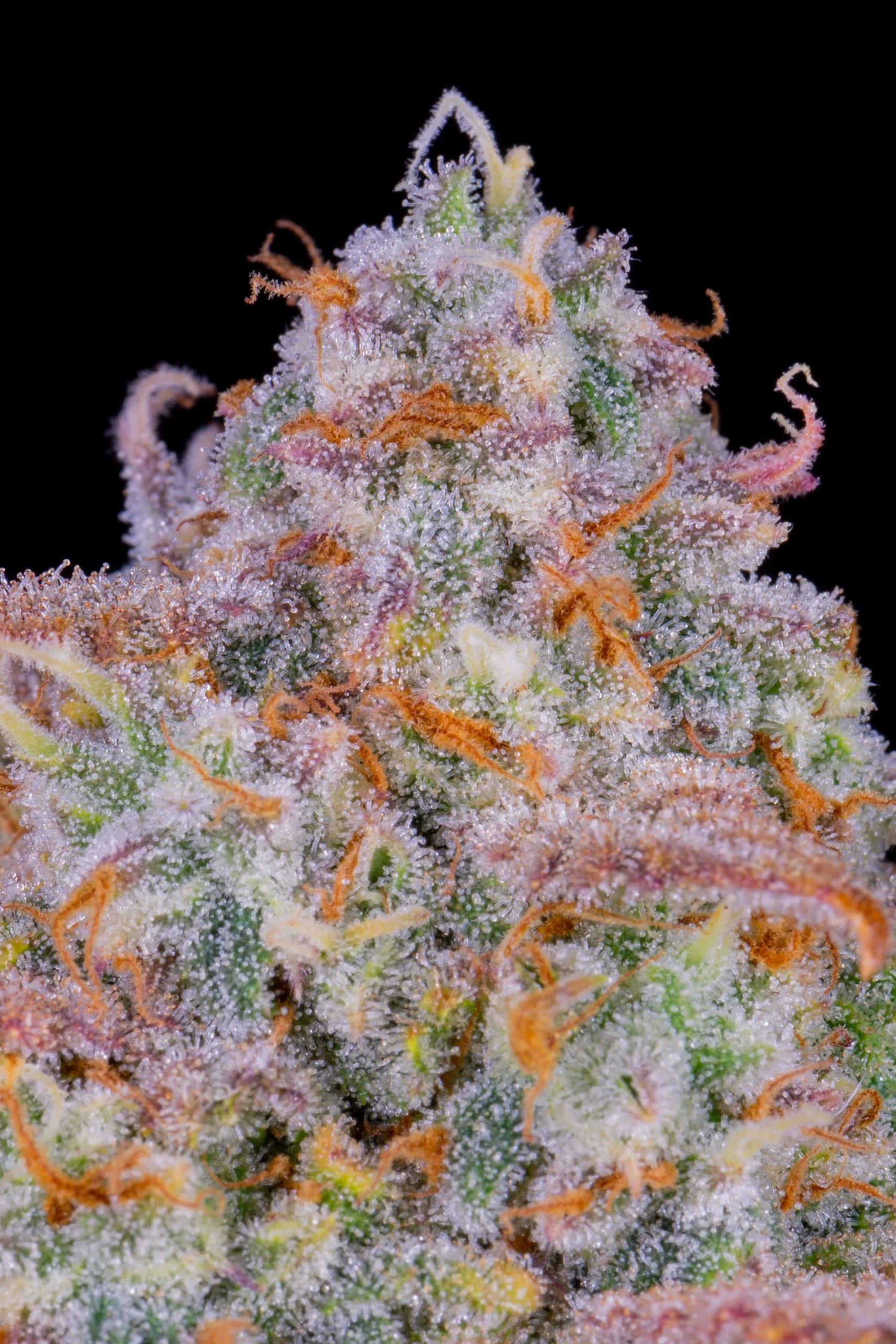 Cherry Cola Auto