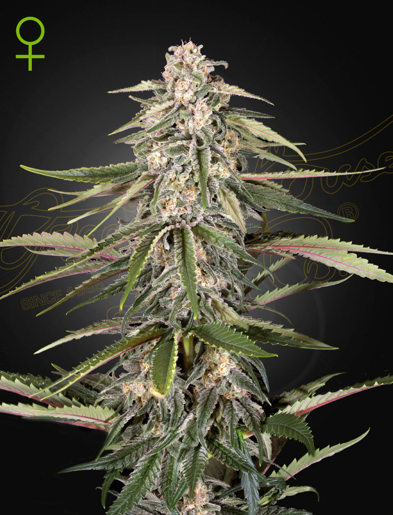 Green-O-Matic Auto
