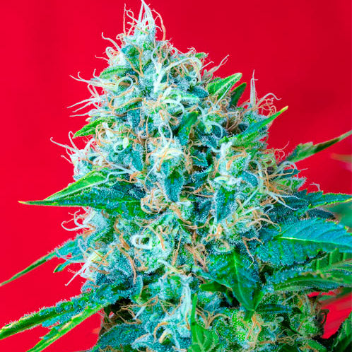 Green Poison