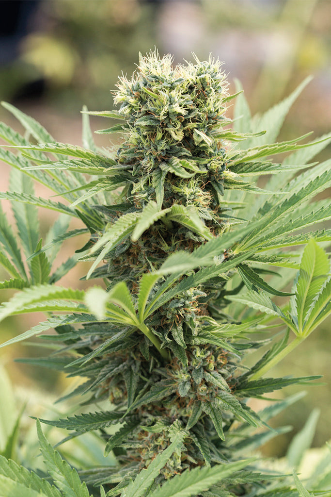 Dedoverde Haze