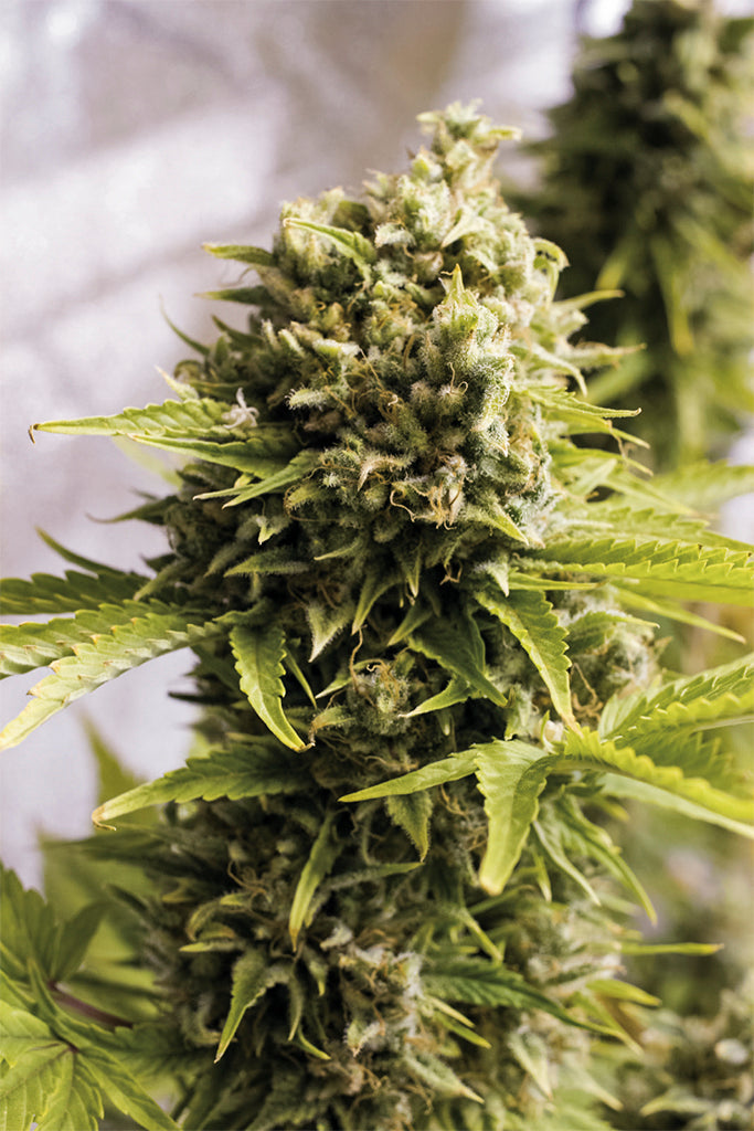 Bubba Cheese Auto